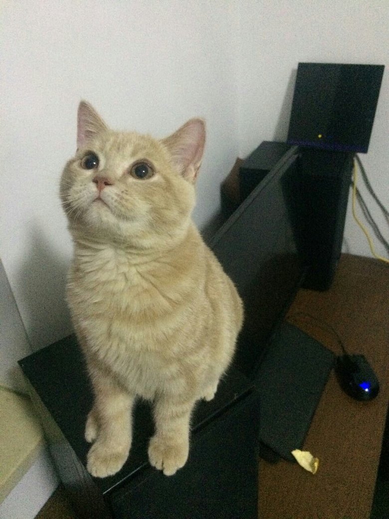 英短虎斑及橘猫有偿领养