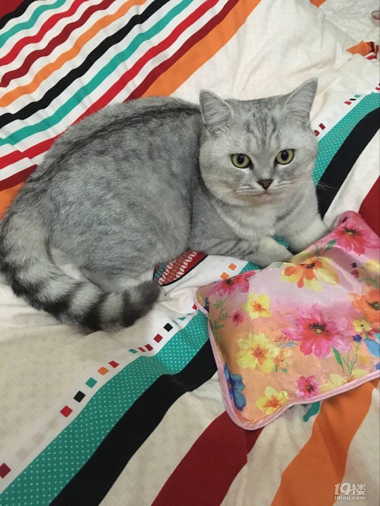 思念泛滥成河-家有宠物-杭州19楼