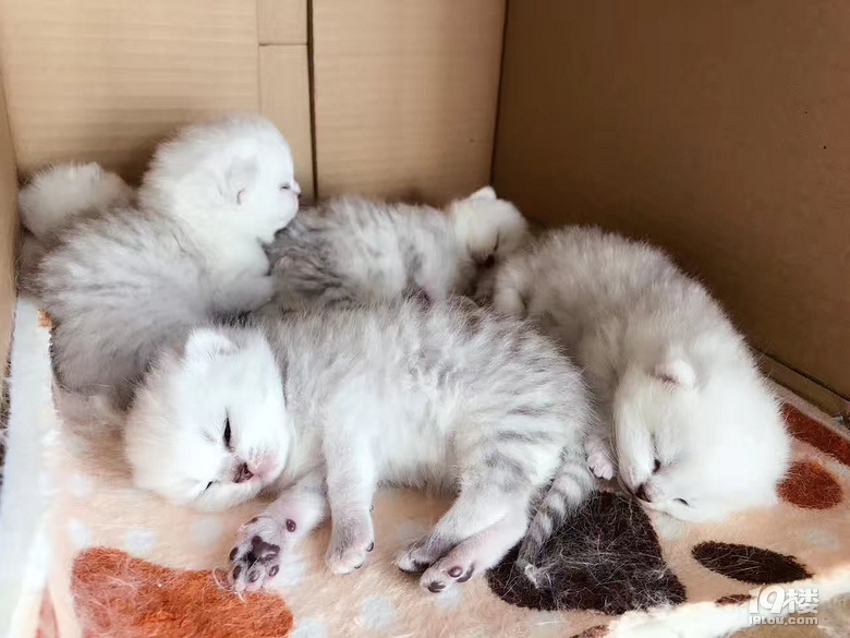 已经断奶会吃猫粮会用猫砂。猫咪健康活泼-宠