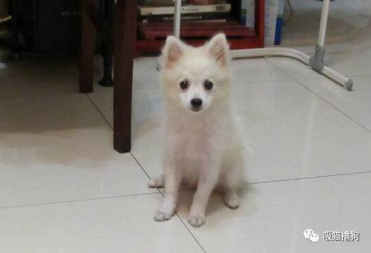 我真的不想再养狗了,不是我养不起它,实在是买