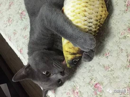 我真的不想再养狗了,不是我养不起它,实在是买