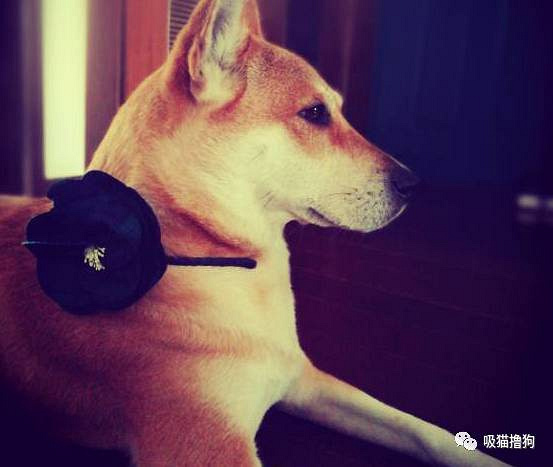 我真的不想再养狗了,不是我养不起它,实在是买