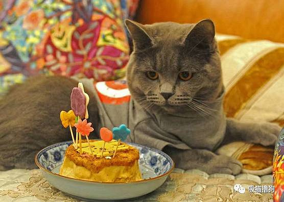 我真的不想再养狗了,不是我养不起它,实在是买