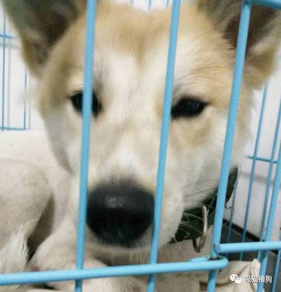 我真的不想再养狗了,不是我养不起它,实在是买