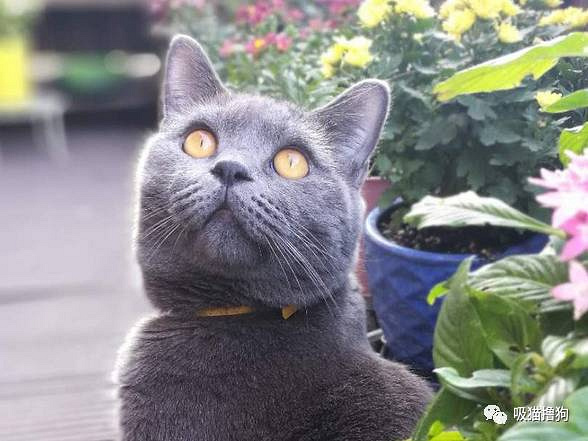 我真的不想再养狗了,不是我养不起它,实在是买