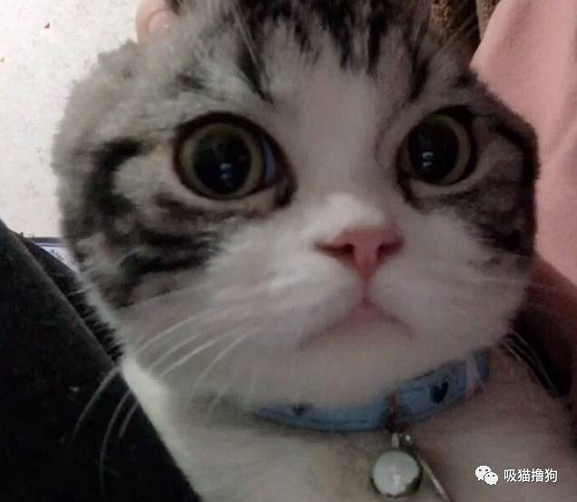 我真的不想再养狗了,不是我养不起它,实在是买