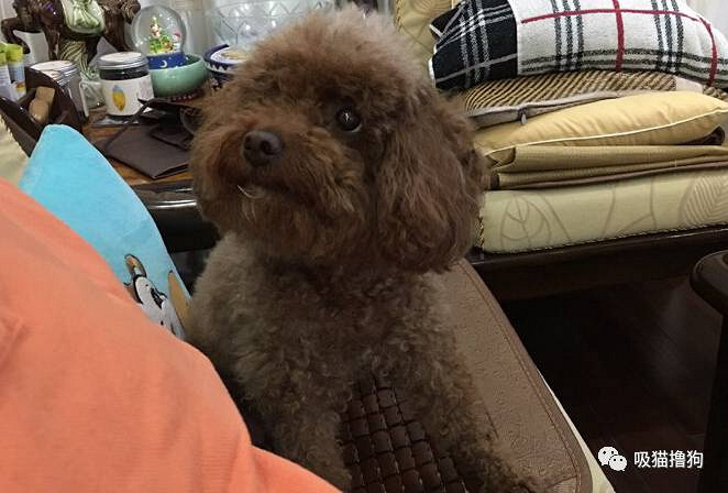 我真的不想再养狗了,不是我养不起它,实在是买