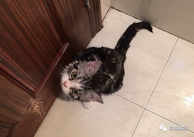 我真的不想再养狗了,不是我养不起它,实在是买