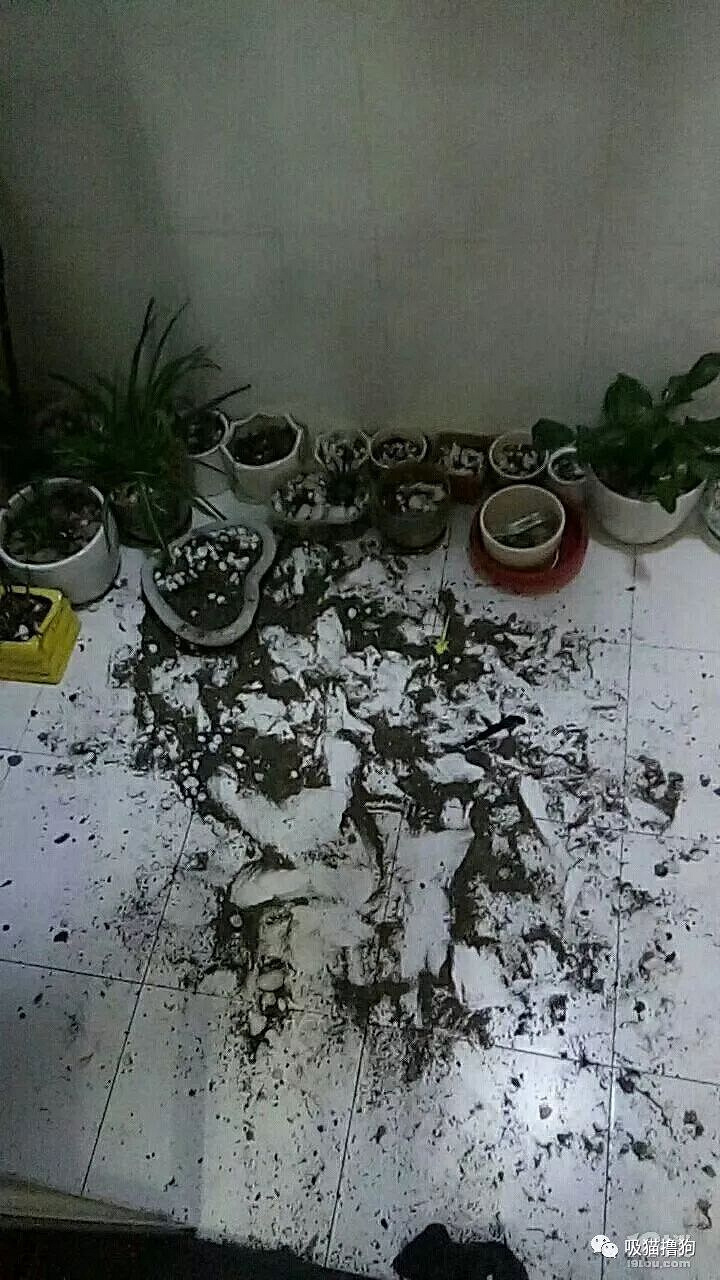 我真的不想再养狗了,不是我养不起它,实在是买