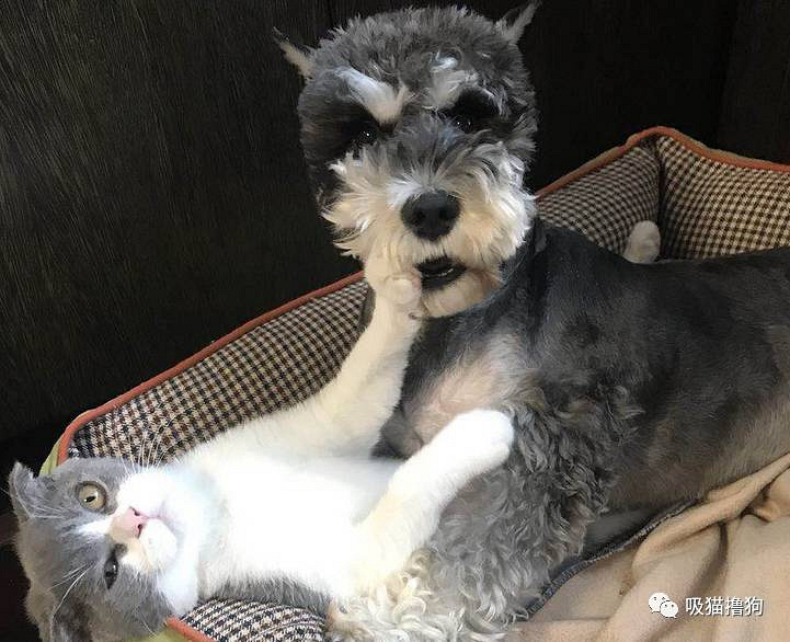 我真的不想再养狗了,不是我养不起它,实在是买