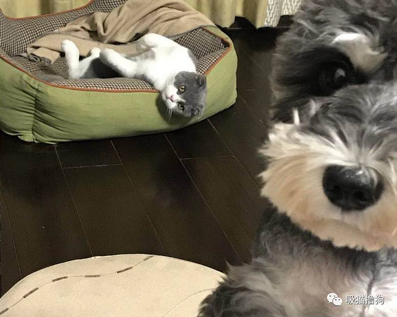 我真的不想再养狗了,不是我养不起它,实在是买