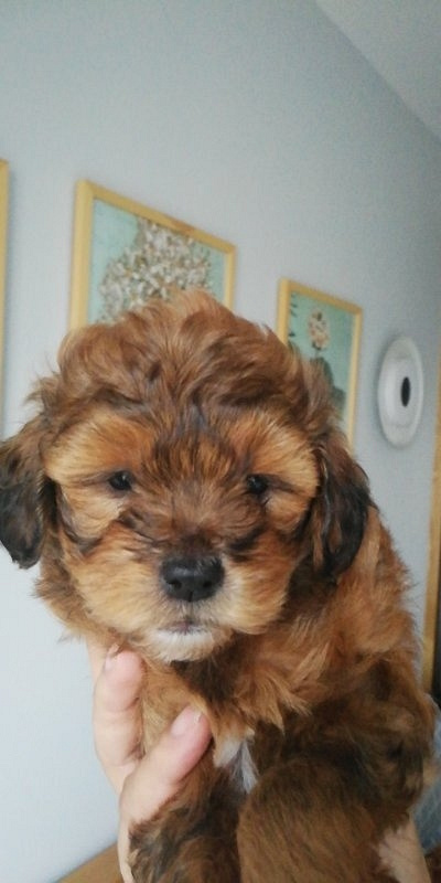 泰迪小串串满月了