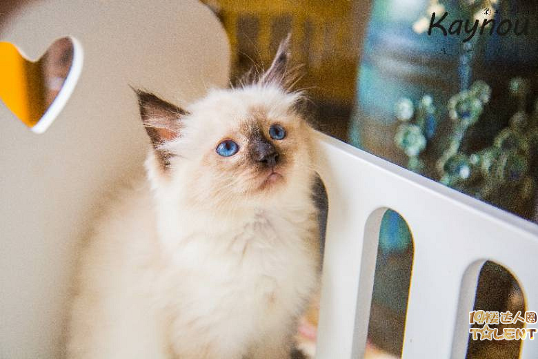 KAYNOU布偶猫舍现有多只繁育布偶出售