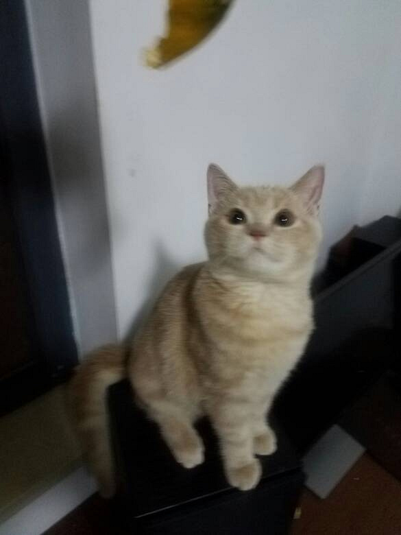 英短虎斑及橘猫,进来看看-宠物送养区-杭州19楼