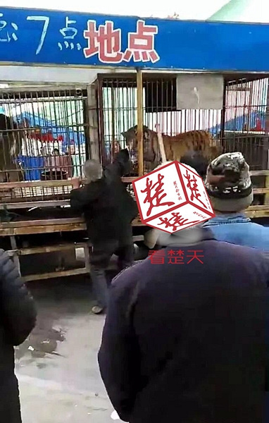 惊魂!马戏团老虎冲出笼子,抓伤两人!老汉逗虎,
