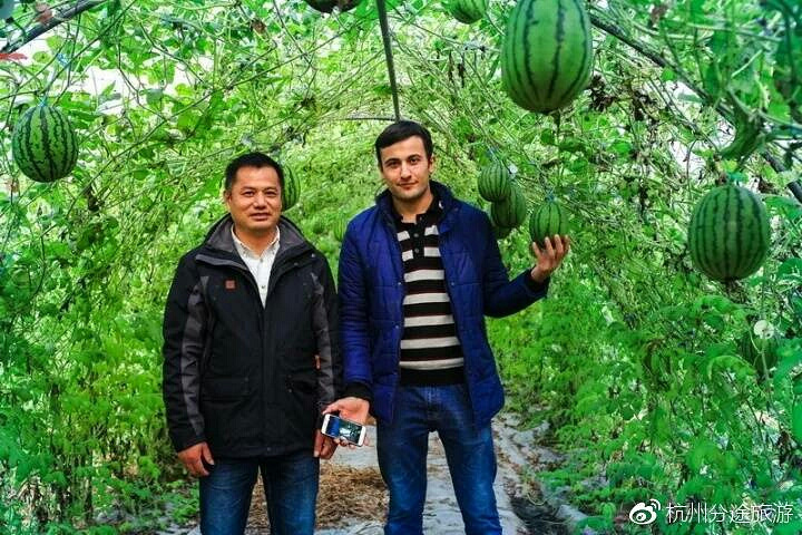 长在树上的西瓜?来不及解释了,赶紧上车._一起