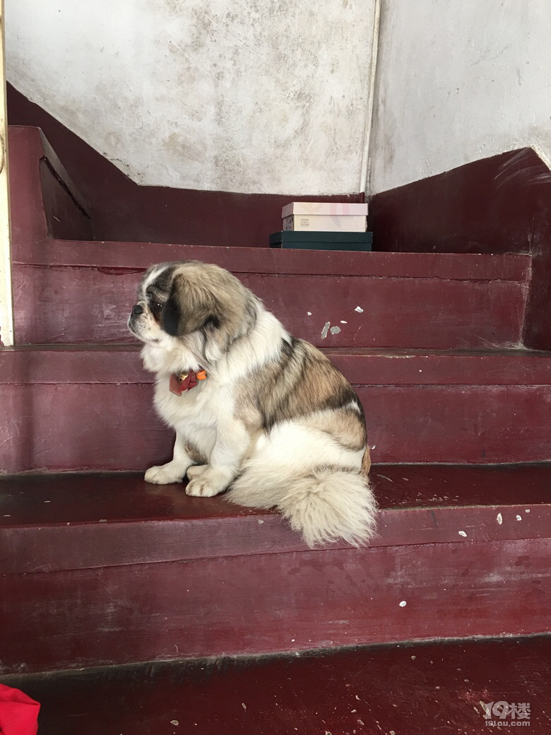 我是如此地爱你_致风一样的狗子-情感沙龙-杭