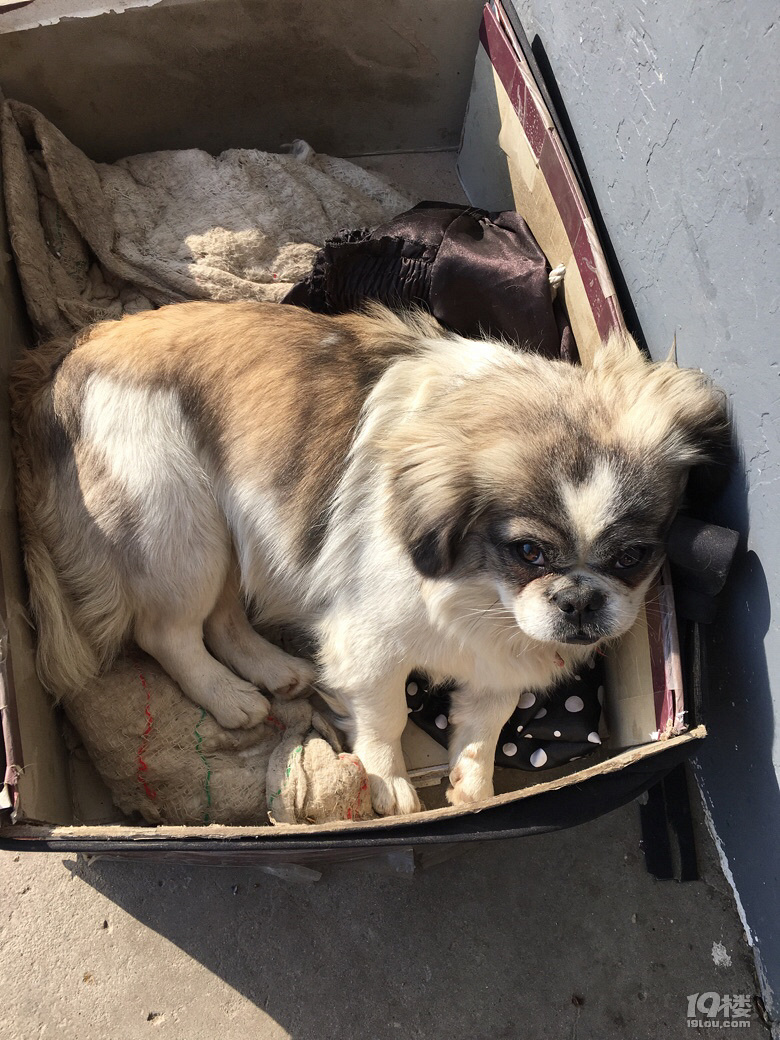 我是如此地爱你_致风一样的狗子-情感沙龙-杭