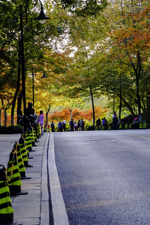 西湖秋色 ——多姿多彩龙井路-风景照-19摄区-杭州19楼