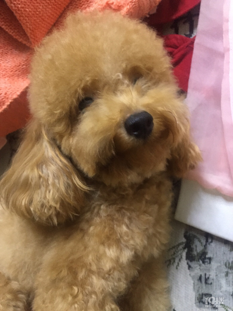 自家小泰迪狗生的宝宝二母一公五百元一只电-