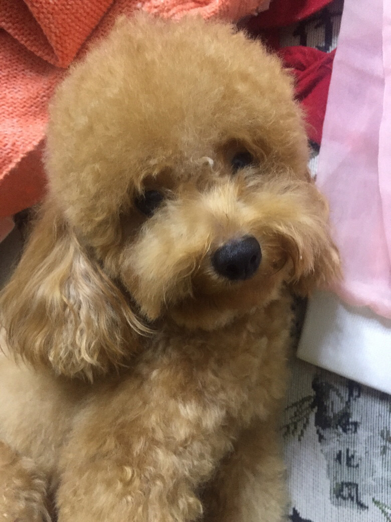 自家小泰迪狗生的宝宝二母一公五百元一只电_