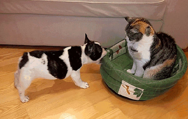 600_379gif 动态图 动图