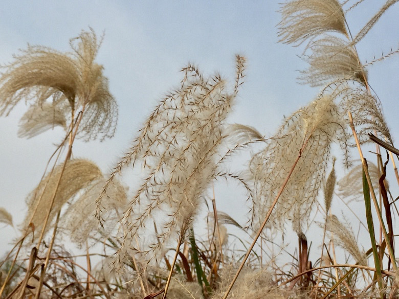 芦花随风摇曳_随手拍杭州__杭州19楼