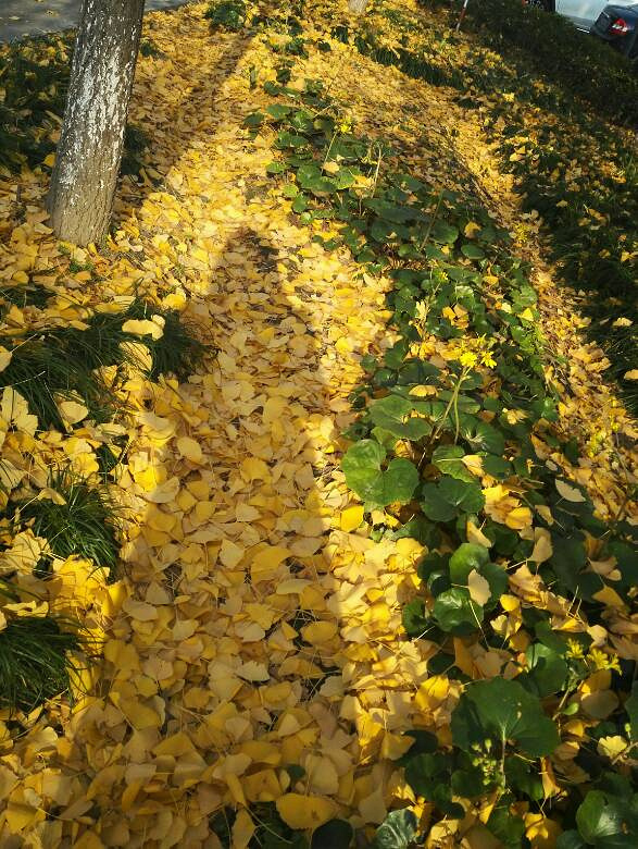 属于这个季节的景色-手机随手拍-杭州19楼