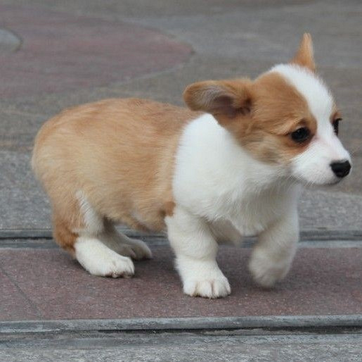 自養柯基幼犬 喜歡的聯繫