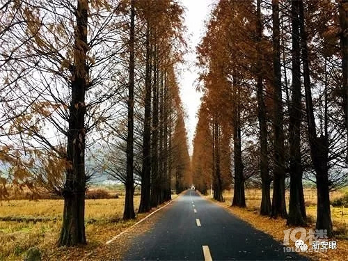 黄山218，安徽最美省道风景路之一，省旅游局来调研沿线旅游了