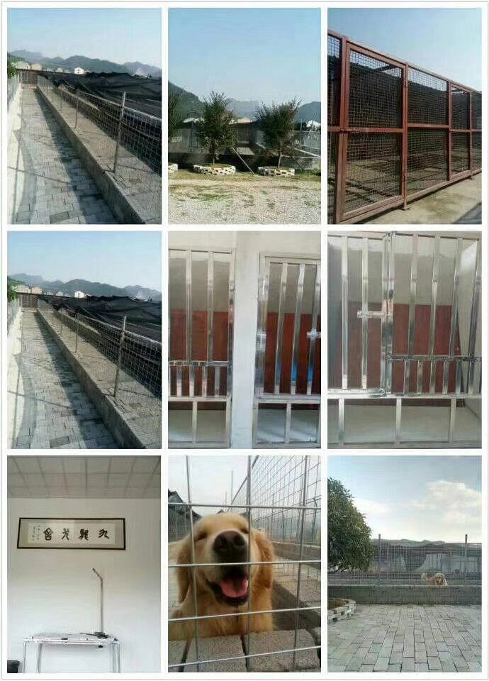 台州九龙犬舍专业宠物寄养训练