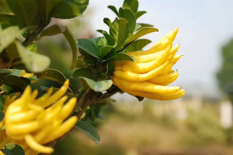 那么冬天,试试 佛手香吧