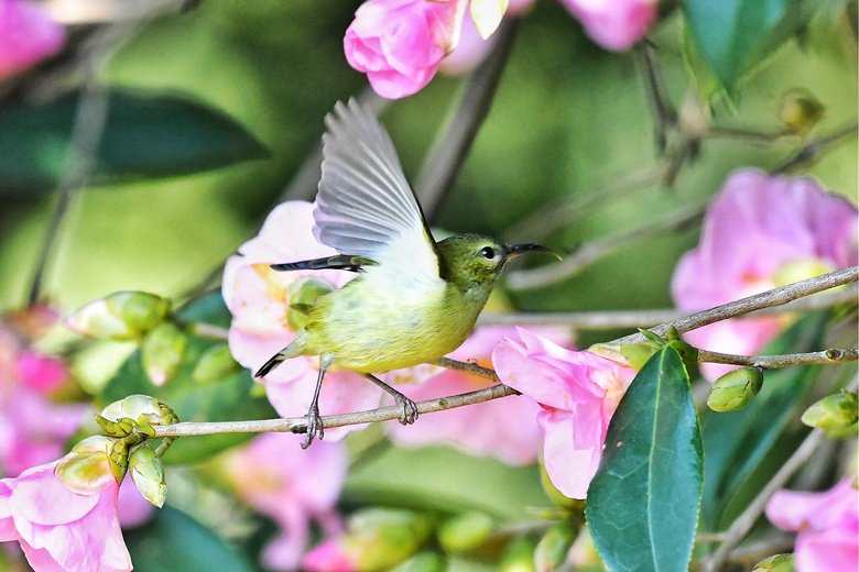 山茶花上的太阳鸟