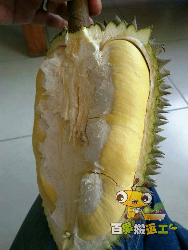 泰国南部反季节树上熟榴莲