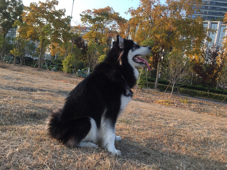 两岁母阿拉斯加求男朋友