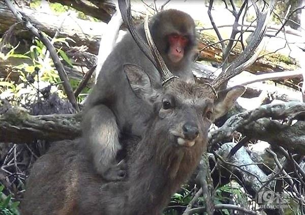 日本公猴与母鹿存在性行为,跨越物种的爱真的