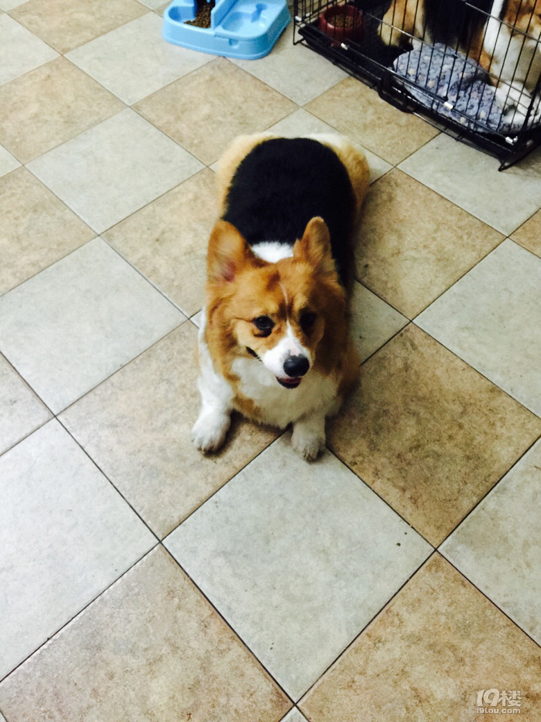 三色成年柯基找领养