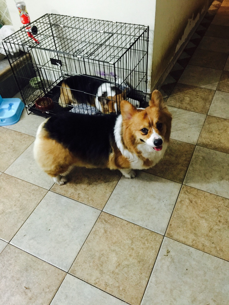 三色成年柯基找领养