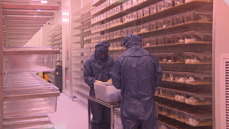 平湖这家企业竟靠养老鼠挣钱!大的每只70块,一