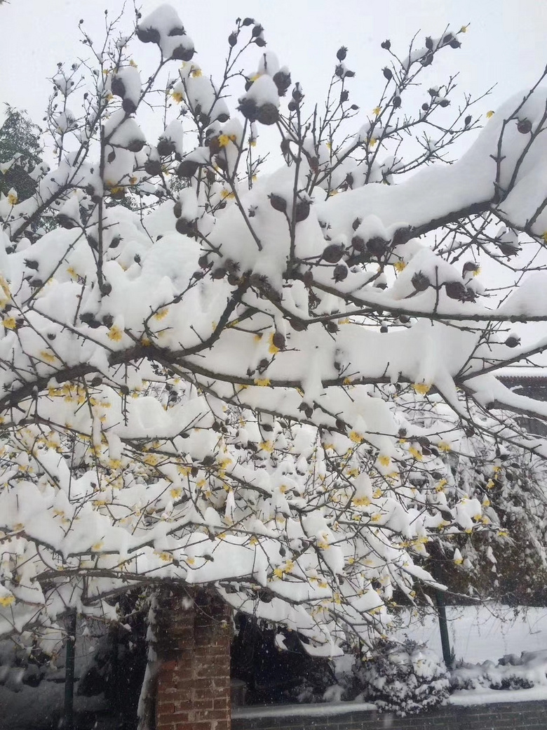 2818年的第一场雪