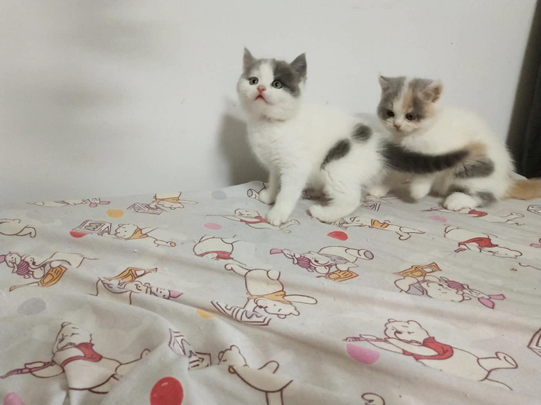 亲,你家缺软萌包子脸小可爱么