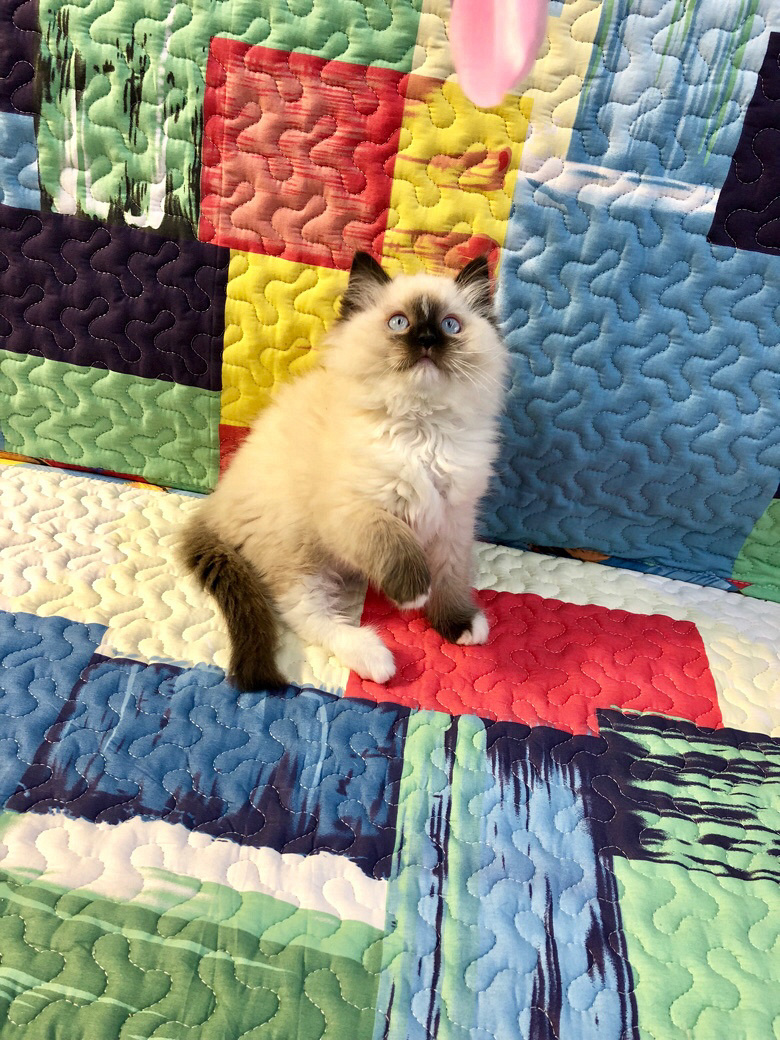 流星重点色布偶猫