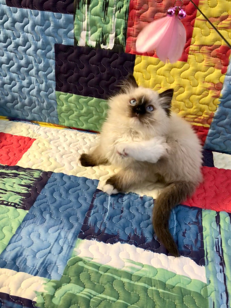 流星重点色布偶猫