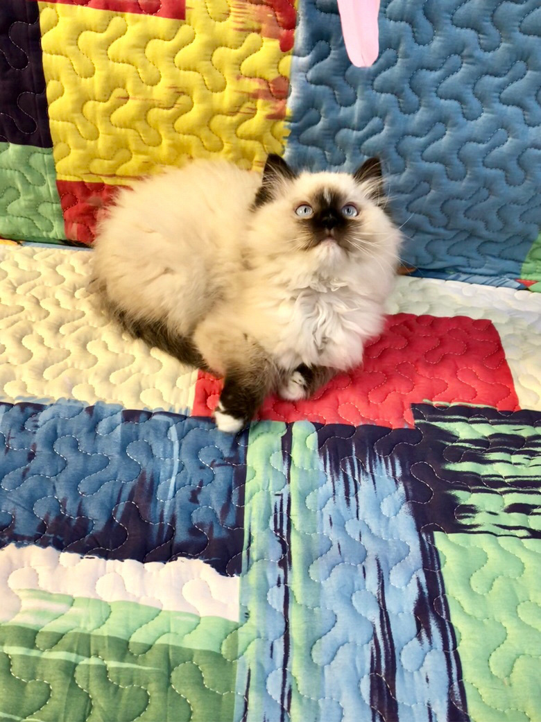 流星重点色布偶猫