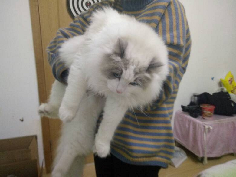 布偶猫种公快发情了没时间照顾便宜出了