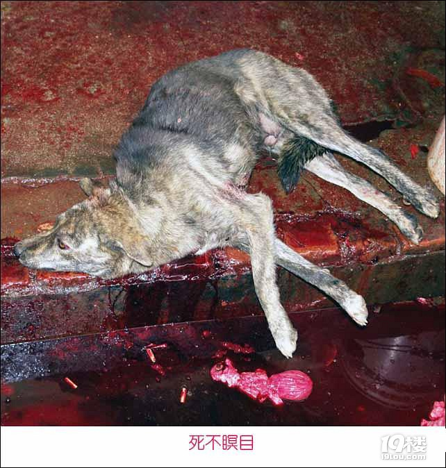 狗年请手下留情内容可能使你不适慎点