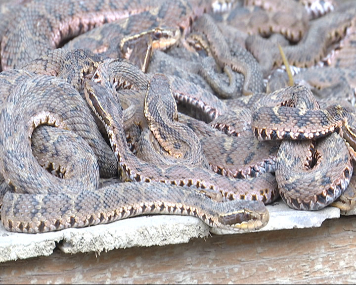 嘉兴人真厉害把这种活蛇出口到日本去了