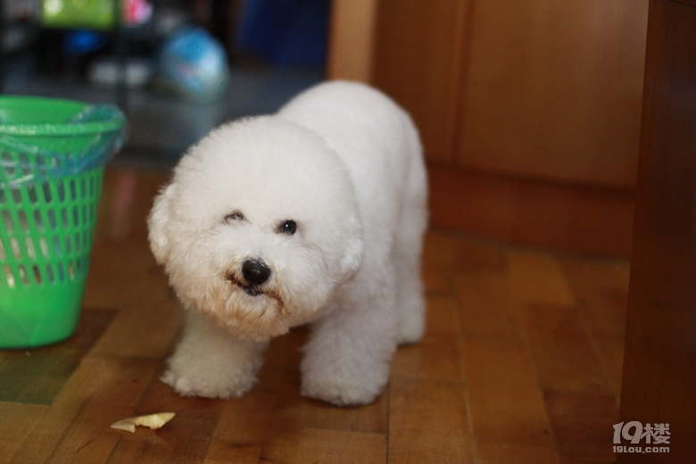 家有宝宝,比熊小偿求领养