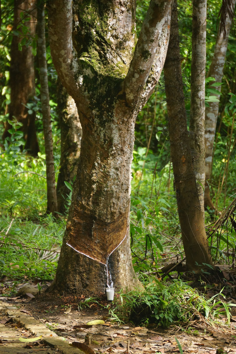 三叶橡胶林