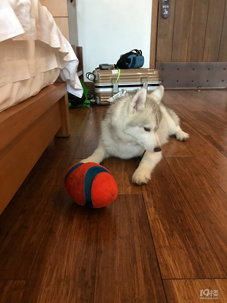 小妞子第一次看到大雪!雪与哈士奇